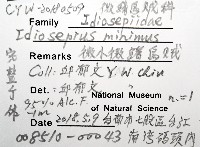 微小微鰭烏賊藏品圖，第8張