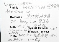 未知種海女蟲藏品圖，第12張