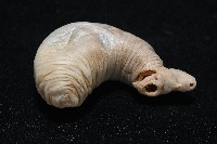 未知種吸蟲藏品圖，第5張
