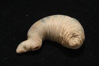未知種吸蟲藏品圖，第6張
