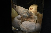 未知種吸蟲藏品圖，第7張