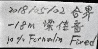 未知種多鱗蟲藏品圖，第11張