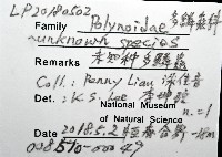 未知種多鱗蟲藏品圖，第12張