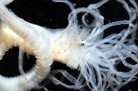 未知種蟄龍介蟲藏品圖，第7張