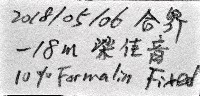 未知種蟄龍介蟲藏品圖，第11張