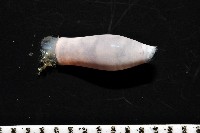筒蝶螺藏品圖，第3張