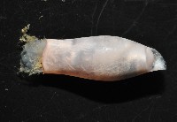 筒蝶螺藏品圖，第4張