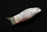 筒蝶螺藏品圖，第7張