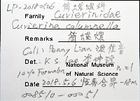 筒蝶螺藏品圖，第12張