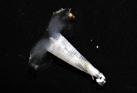 牛角蝶螺藏品圖，第3張