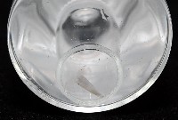 牛角蝶螺藏品圖，第6張
