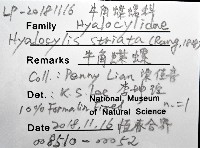 牛角蝶螺藏品圖，第8張