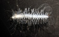 未知種多鱗蟲藏品圖，第3張