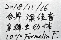 未知種多鱗蟲藏品圖，第7張