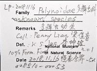 未知種多鱗蟲藏品圖，第8張