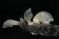日本異茗荷藏品圖，第2張