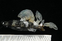 日本異茗荷藏品圖，第3張