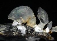 日本異茗荷藏品圖，第4張