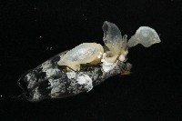 日本異茗荷藏品圖，第5張