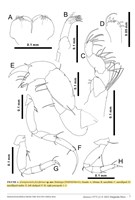 鐮形異細螯蟲藏品圖，第4張