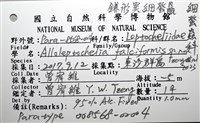 鐮形異細螯蟲藏品圖，第3張