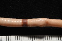 重期遠環蚓藏品圖，第3張