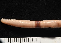 重期遠環蚓藏品圖，第4張