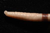 重期遠環蚓藏品圖，第5張
