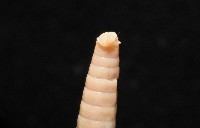 重期遠環蚓藏品圖，第7張