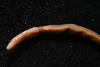 墾丁遠環蚓藏品圖，第2張