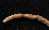 墾丁遠環蚓藏品圖，第3張