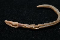 墾丁遠環蚓藏品圖，第6張