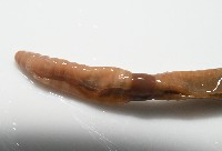 墾丁遠環蚓藏品圖，第8張