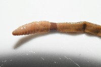 墾丁遠環蚓藏品圖，第9張