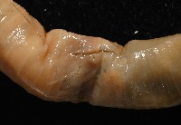 力里遠環蚓藏品圖，第4張