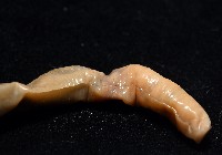 力里遠環蚓藏品圖，第6張