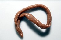 重期遠環蚓藏品圖，第5張