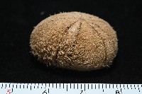 卵圓斜海膽藏品圖，第2張