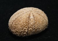 卵圓斜海膽藏品圖，第3張