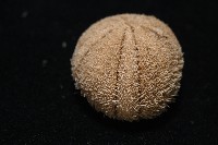 卵圓斜海膽藏品圖，第4張