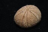 卵圓斜海膽藏品圖，第5張