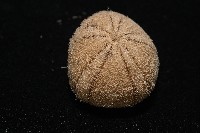 卵圓斜海膽藏品圖，第6張