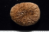 卵圓斜海膽藏品圖，第7張