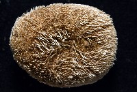 卵圓斜海膽藏品圖，第8張