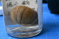 卵圓斜海膽藏品圖，第10張