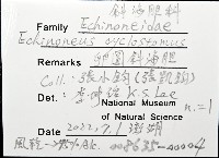 卵圓斜海膽藏品圖，第12張