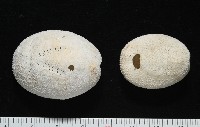 脊背壺海膽藏品圖，第1張