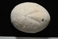 脊背壺海膽藏品圖，第2張