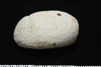 脊背壺海膽藏品圖，第3張