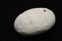 脊背壺海膽藏品圖，第4張